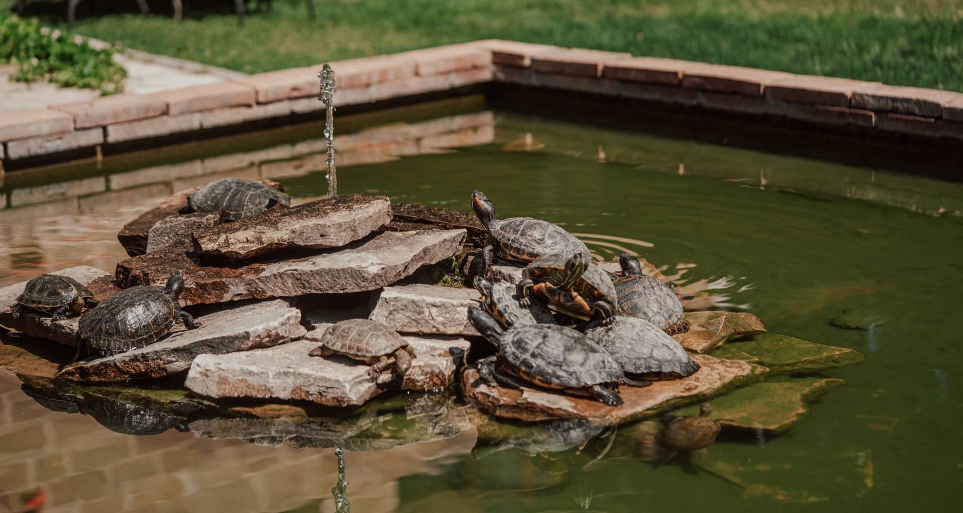 Tortugas